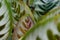 Close up of Calathea Makoyana leaves.