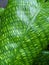 Close up on a calathea musaica \\\