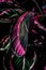 close up of calathea plant with pink leaves,