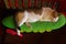 Close up Calico cat sleeping happily on green pillow with one foot stepping on pink comb