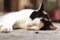 Close up of a Calico cat sleeping outdoors