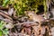 Close up of California Alligator Lizard (Elgaria multicarinata multicarinata) that lost its long tail, Uvas Canyon county park,