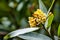 Close up of California bay laurel Umbellularia flowers; dark background