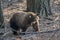 Close Up California Black Bear in Forest