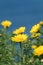 Close Up of California Brittlebush