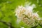 Close up of California buckeye flowers Aesculus californica