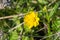 Close up of California Buttercup Ranunculus californicus wildflower, selective focus