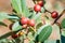 Close up of California coffeeberry Frangula californica fruit, a species of flowering plant in the buckthorn family native to