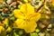 Close up of California Flannelbush Fremontodendron californicum flower in spring, California