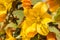 Close up of California Flannelbush Fremontodendron californicum flower in spring, California