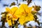 Close up of California Flannelbush Fremontodendron californicum flower in spring, California