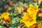 Close up of California Flannelbush Fremontodendron californicum flowers blooming on a branch, California; copy space on the