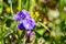 Close up of California Gilia wildflower blooming in spring, California