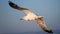 Close up of California Gull Larus californicus in mid flight; San Francisco Bay Area, California