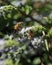 Close up of California Honey Bees