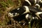 Close-up of California Kingsnake (Lampropeltis getula).