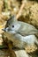 Close up of California oak titmouse bird with seed in its beak; selective focus.