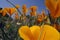 Close up of California poppies