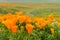 Close up of California Poppies Eschscholzia californica during peak blooming time, Antelope Valley California Poppy Reserve