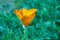 Close up California poppy or golden poppy - Tungsten style