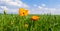 Close up of California Poppy yellow field