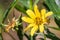 Close up of California Sunflower Helianthus Californicus blooming at Ulistac Natural area; Santa Clara, California
