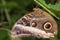 Close up of Caligo eurilochus butterfly