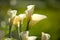 Close up Calla Lily with black background