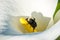 Close up of a Calla Lily with male western bumblebee