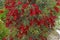 Close up of Callistemon Citrinus