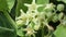 Close up of Calotropis gigantea on a branch. Fresh white blooming calotropis flowers