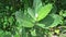 Close up calotropis gigantea giant calotrope, biduri, crown flower with a natural background. Each flower consists of five point