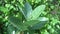 Close up calotropis gigantea giant calotrope, biduri, crown flower with a natural background. Each flower consists of five point