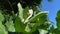 Close up Calotropis gigantea Giant calotrope, Biduri, crown flower with a natural background. Each flower consists of five point