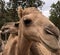 Close up of a camel