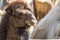 Close up of a camel chewing