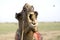Close up of a Camel face at Sam Sand Dunes, Jaisalmer, Rajasthan, india
