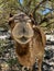 Close up of camel nose whiskers