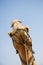 Close up a a camel in Rajasthan India, South Asia