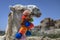 Close-up of a camel`s head is decorated with colored tassels.