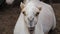 Close up of a camel`s head he looks into the camera and chews funny