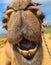 Close Up of Camel Smile showing theet in the desert in India