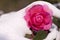 Close up of a camelia flower under the snow