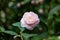 Close up of camellia flower