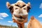 close-up of a camels face against desert background