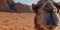 Close-up of a camels face, with its long eyelashes and calm demeanor, set against the backdrop of a shimmering desert