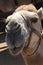 Close up of a camels head, wearing its harness in the outback, Cabo San Lucas, Baja California Sur, Mexico