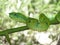 Close-up of a Cameron Highlands pit viper laying om a brach in the shade, taken at Malaysian Borneo.