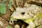 Close up of a camouflage toad