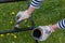 Close-up of a can of black paint in hands in construction gloves, painting an iron staircase black with a brush, outdoors.